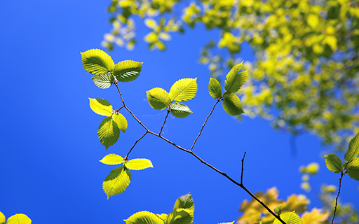 stockvault-spring213937